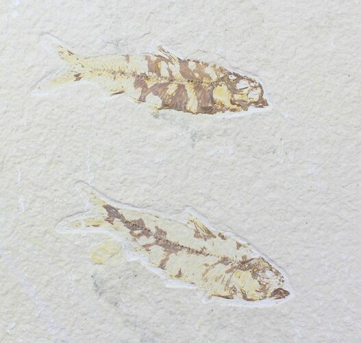 Bargain Knightia Fossil Fish Plate - x #20475